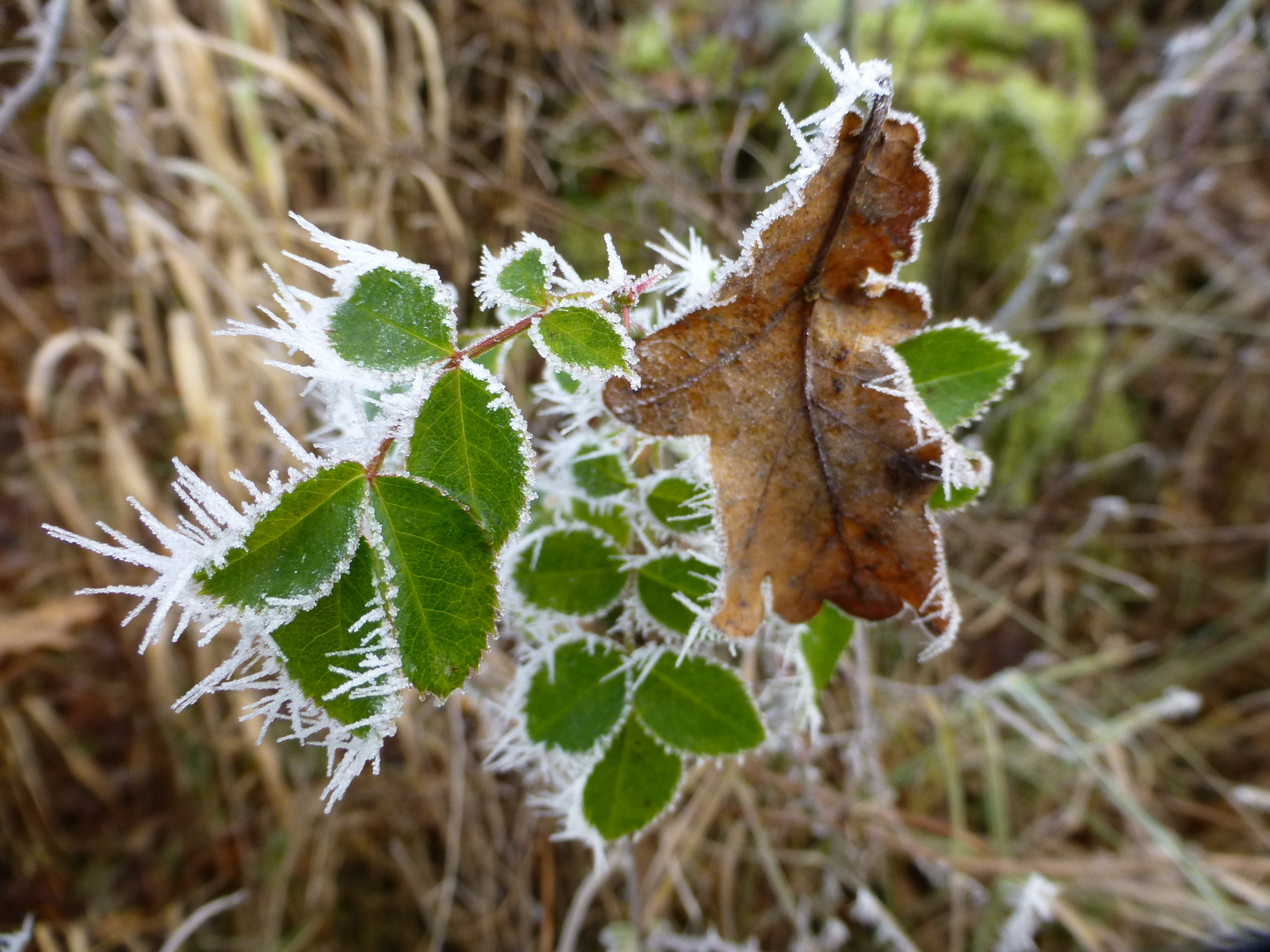Rosenblatt und Eichenblatt im Frost vereint