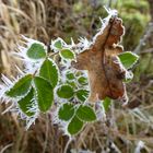 Rosenblatt und Eichenblatt im Frost vereint