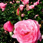 Rosenblümchenmeer