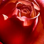 Rosenblüte 1