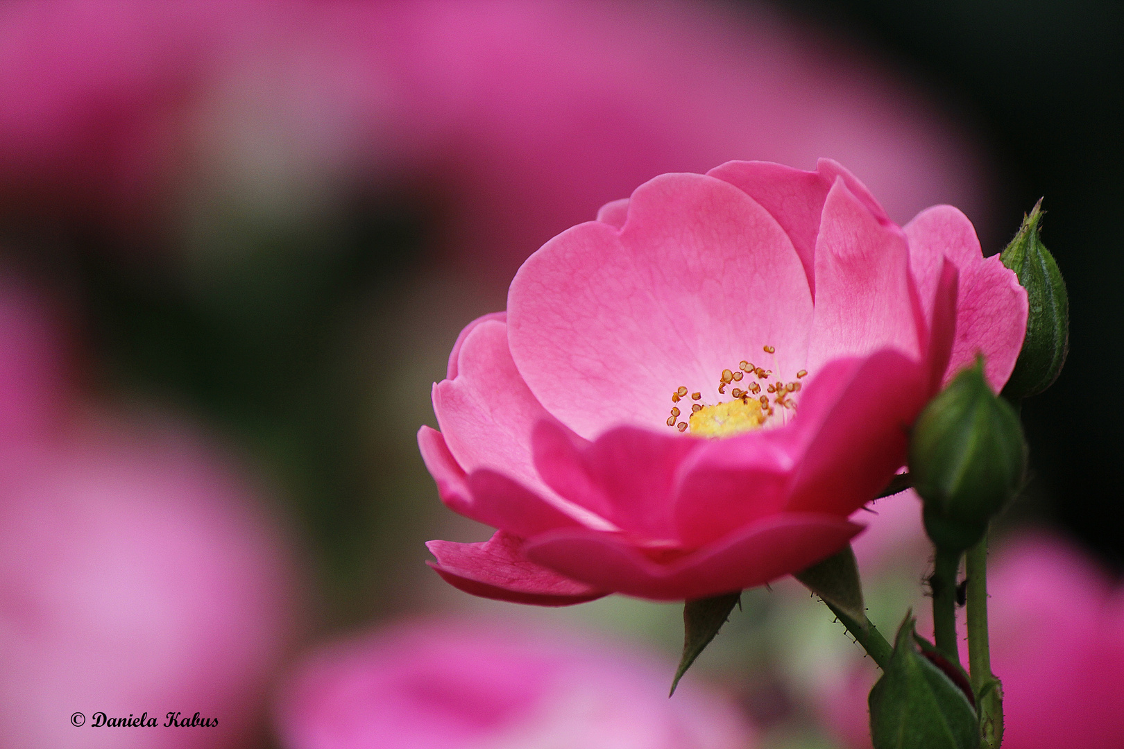 Rosenblüte