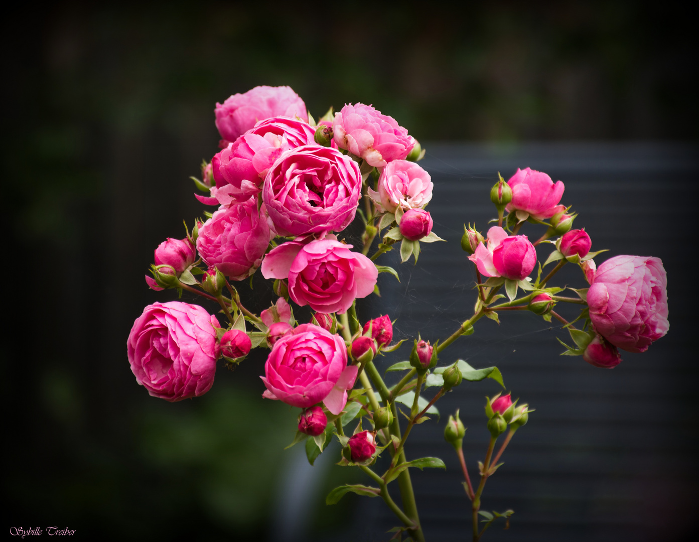 Rosenblüte