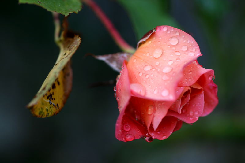 Rosenblüte