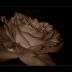 -- Rosenblüte --
