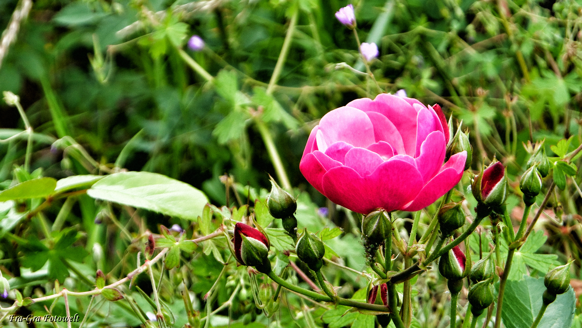 Rosenblüte