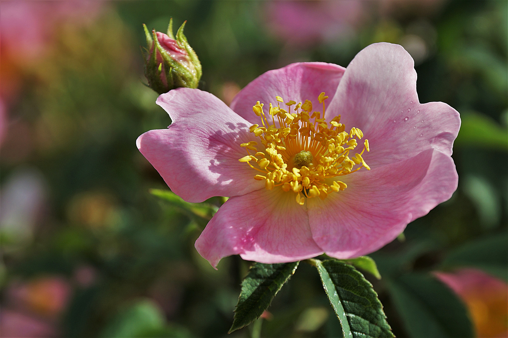 Rosenblüte ...