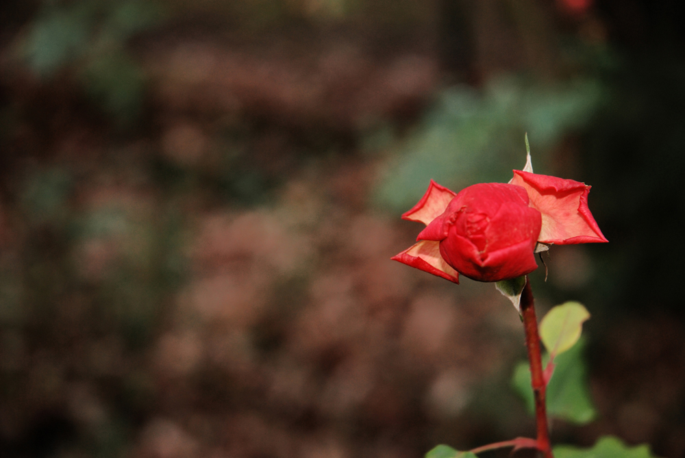 Rosenblüte