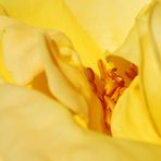 Rosenblüte