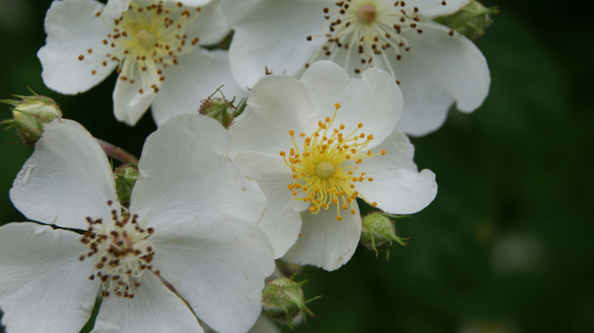 Rosenblüte am Hochrhein