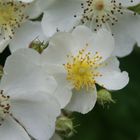 Rosenblüte am Hochrhein