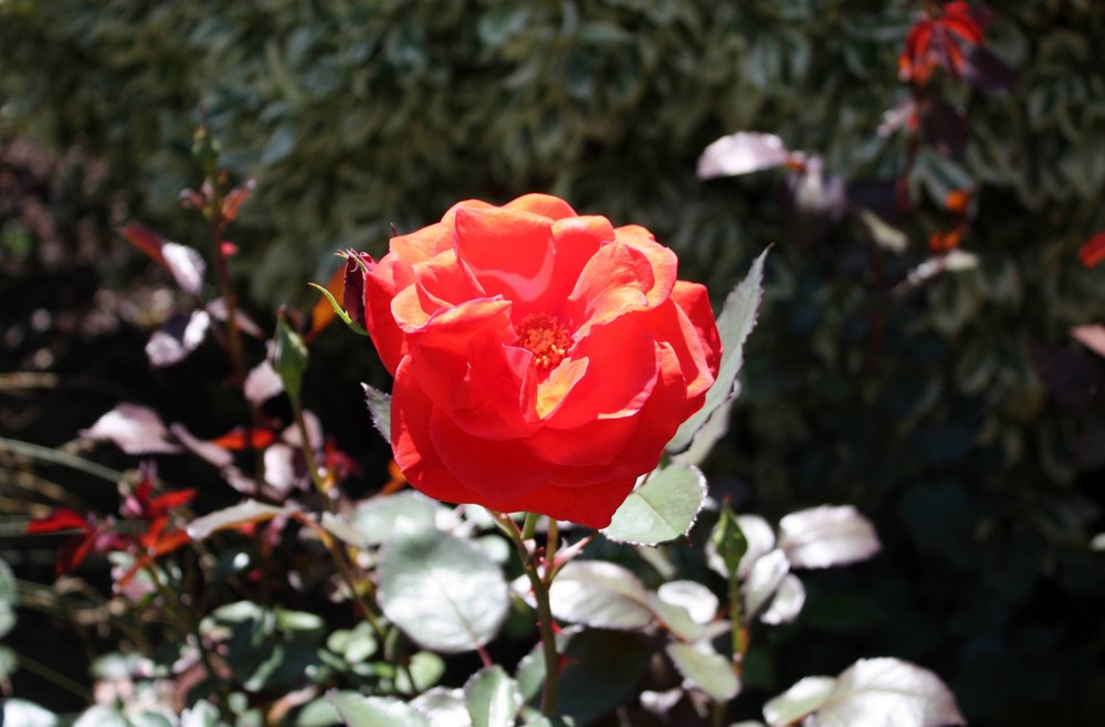 Rosenblüte auf der Mainau