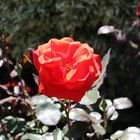 Rosenblüte auf der Mainau