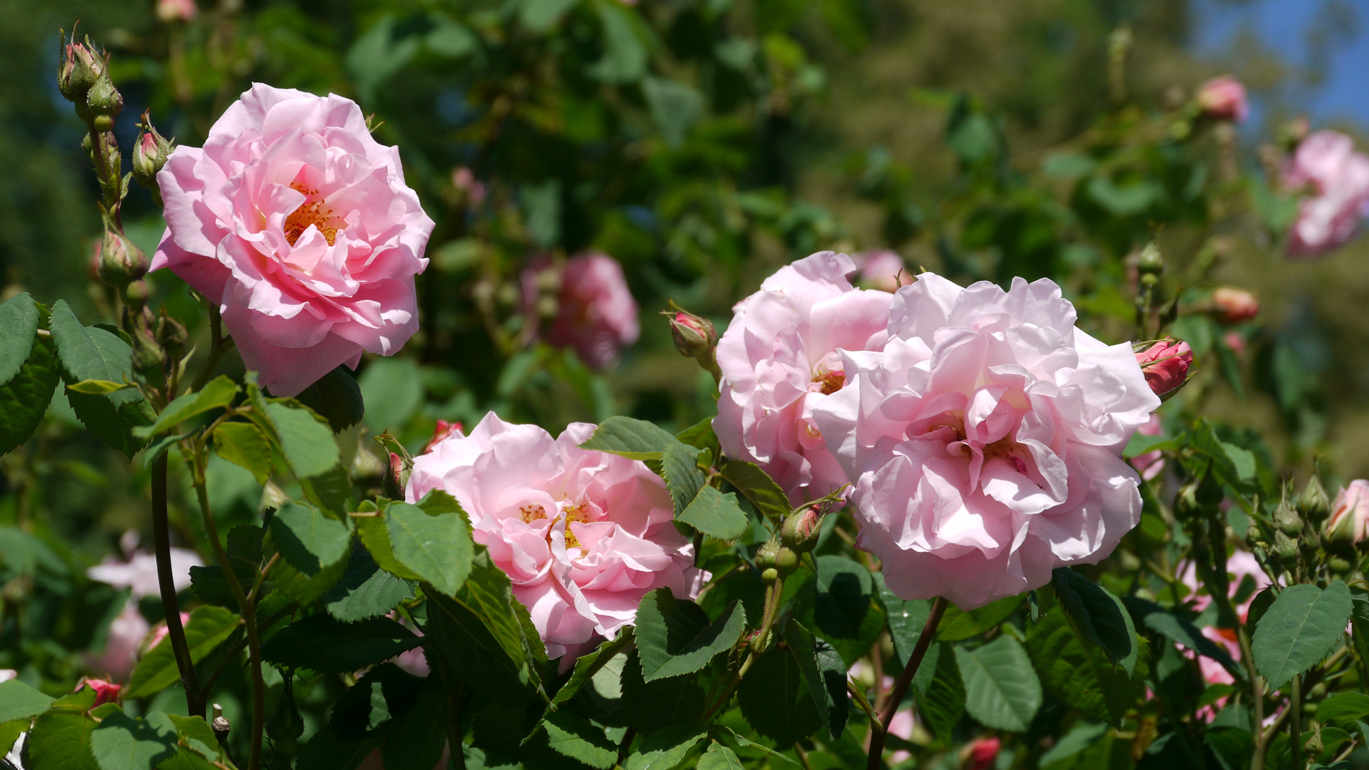 Rosenblüte auf der Mainau im Mai