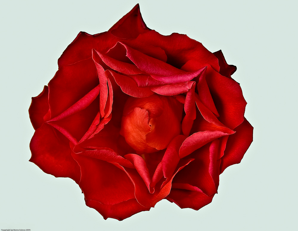 Rosenblüte