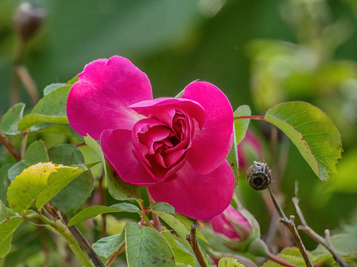 Rosenblüte