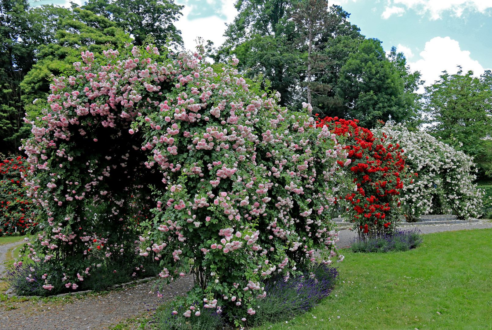 Rosenblüte