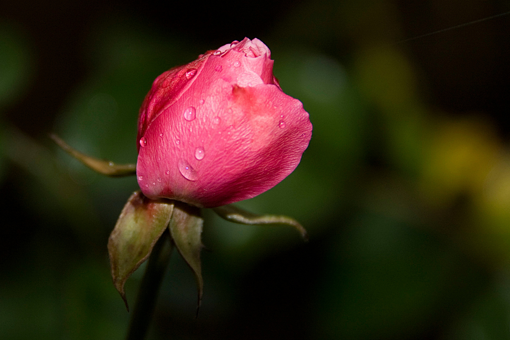 Rosenblüte