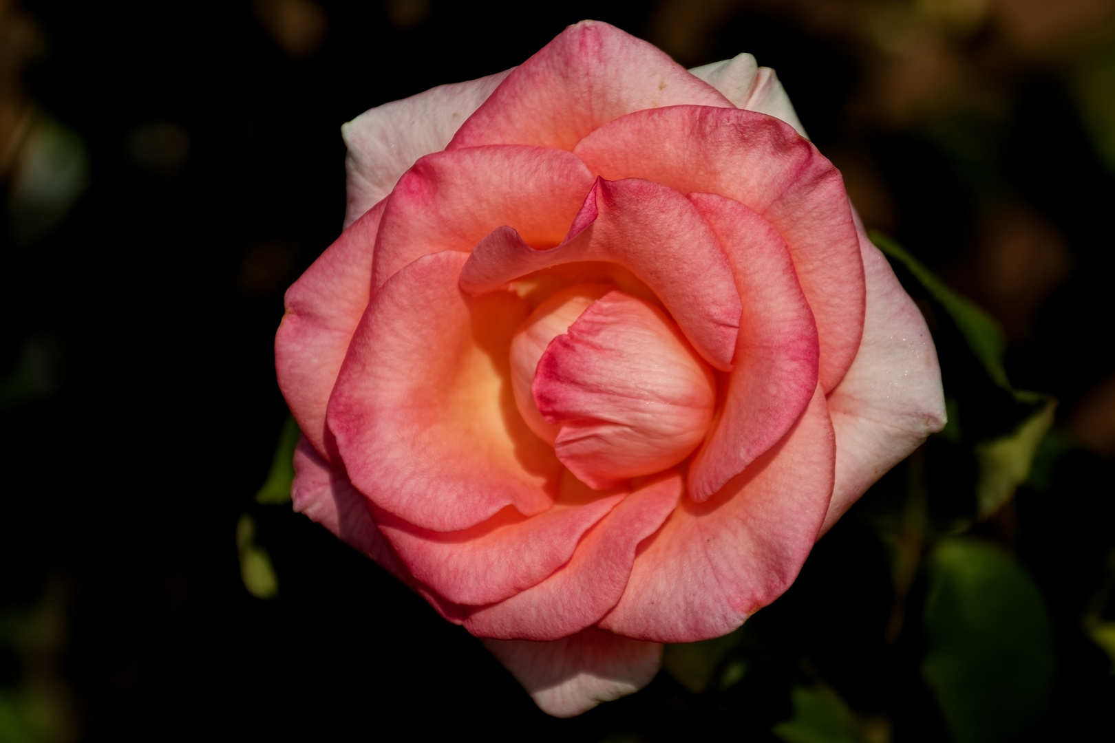 Rosenblüte 
