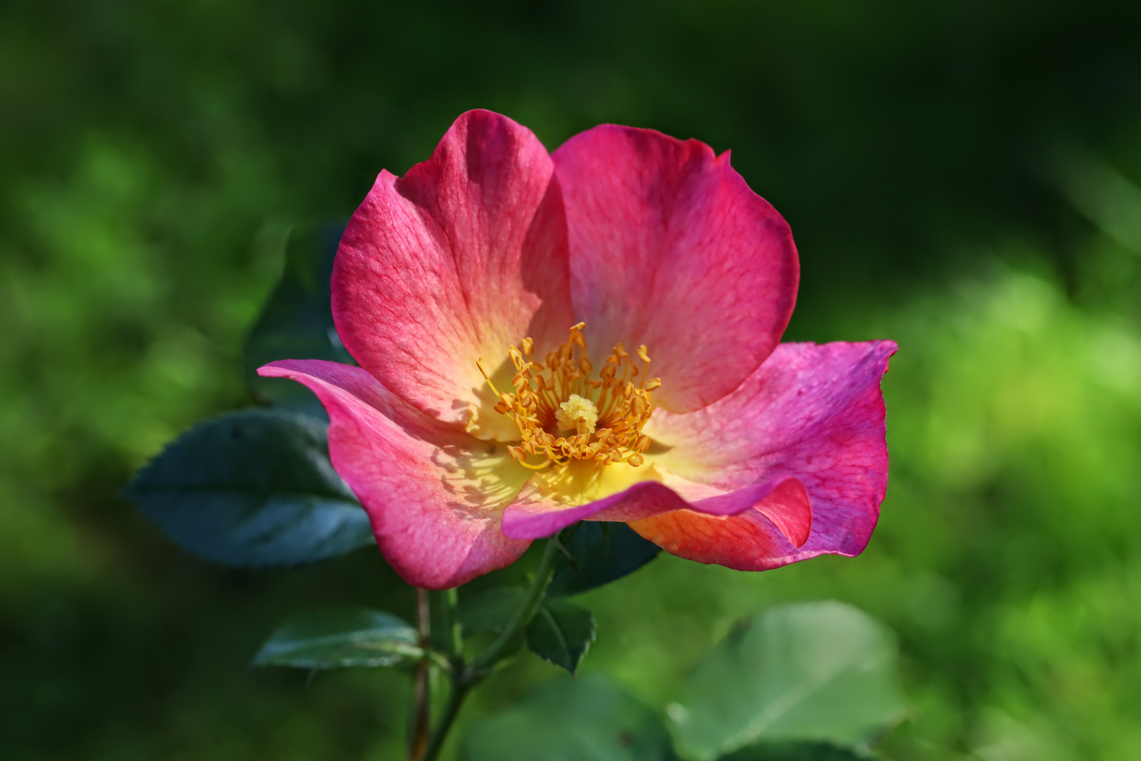 Rosenblüte Ende September - rose in end September