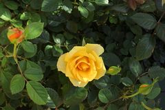 Rosenblüte / Fiore di rosa (1)