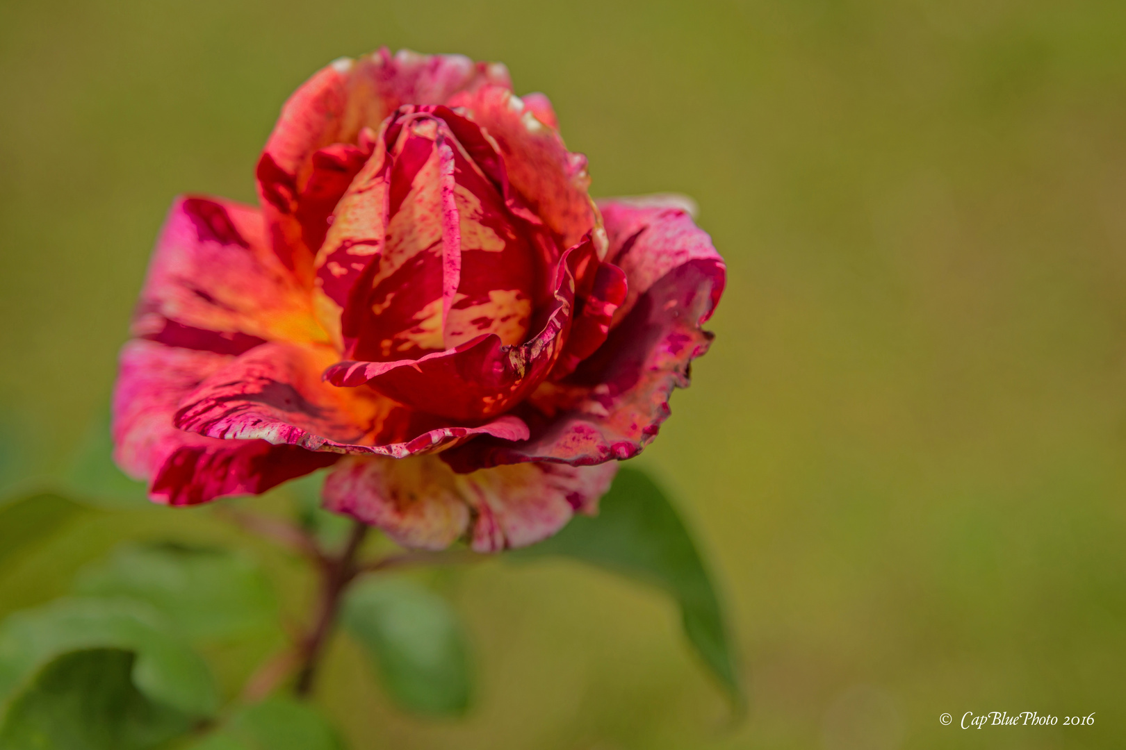 Rosenblüte gesprenkelt