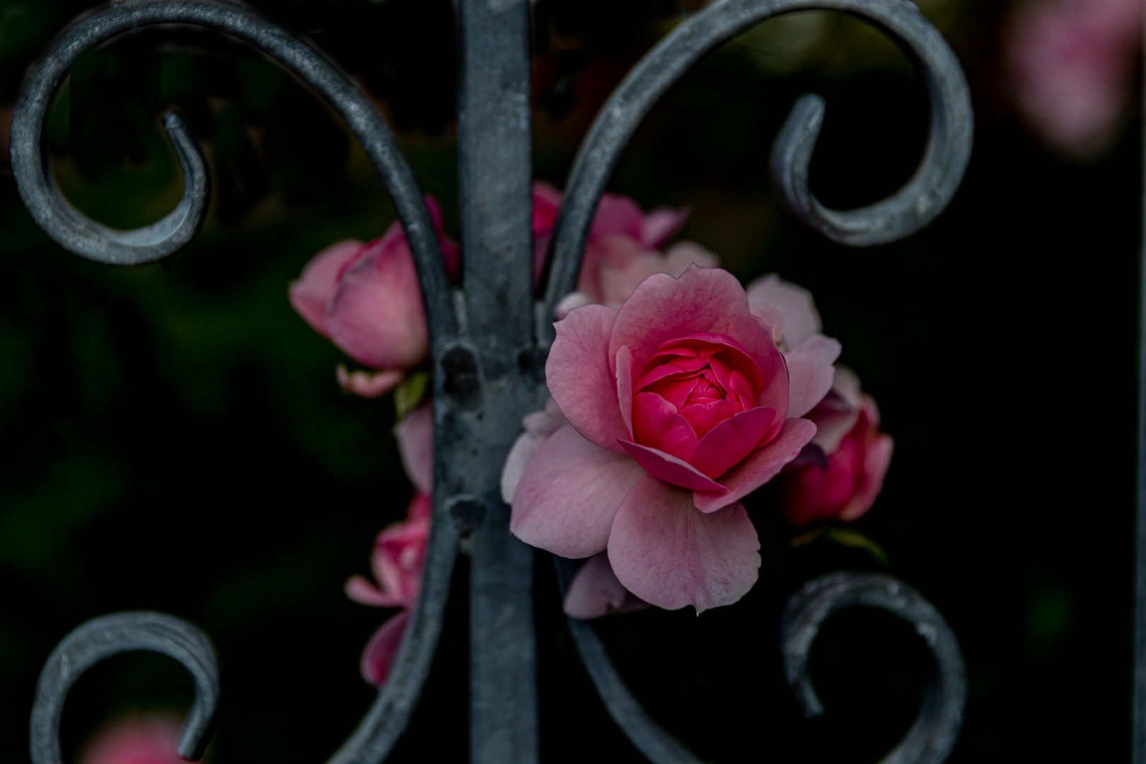 Rosenbluete hinter Gittern