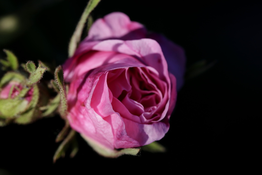 Rosenblüte im Abendlicht