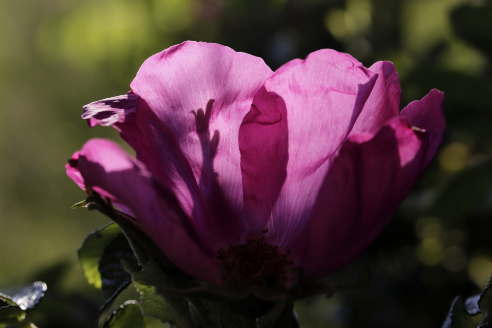 Rosenblüte im Abendlicht