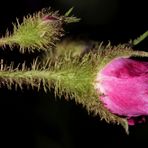 Rosenblüte im Abendlicht