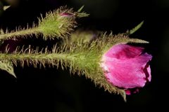 Rosenblüte im Abendlicht