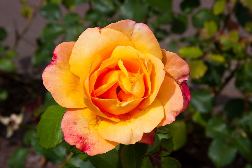 Rosenblüte im Bad Pyrmonter Kurpark