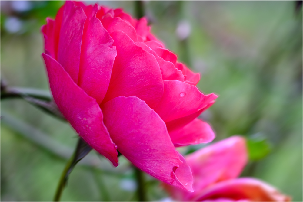 ROSENBLÜTE IM HERBST