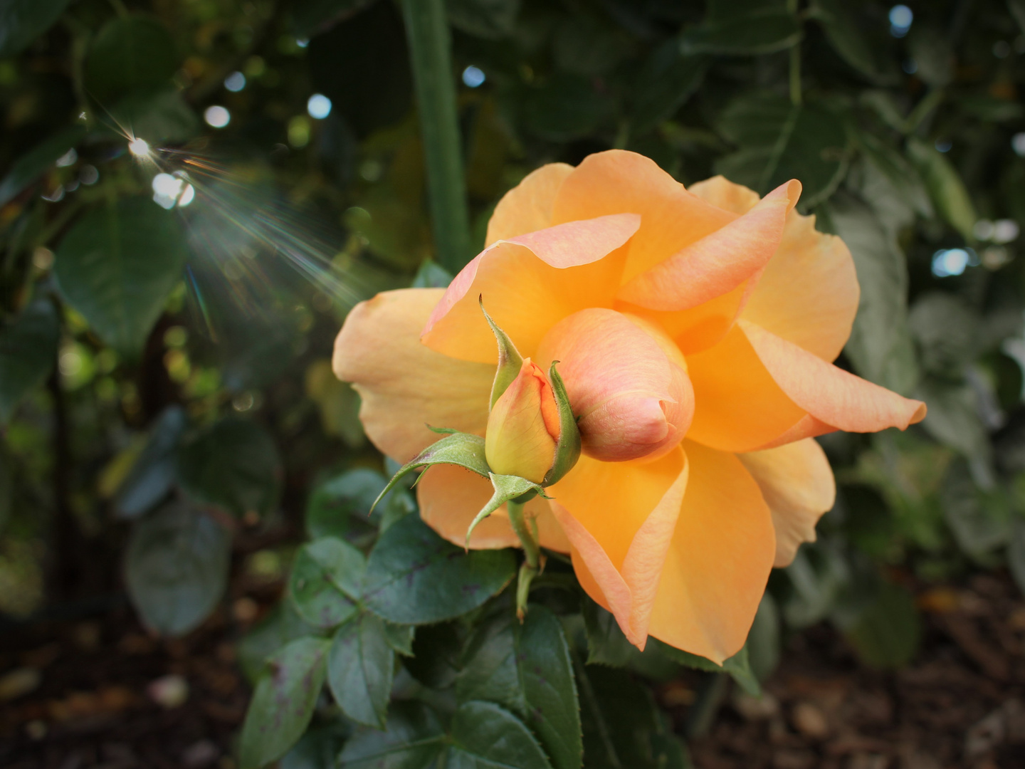 Rosenblüte im Herbst