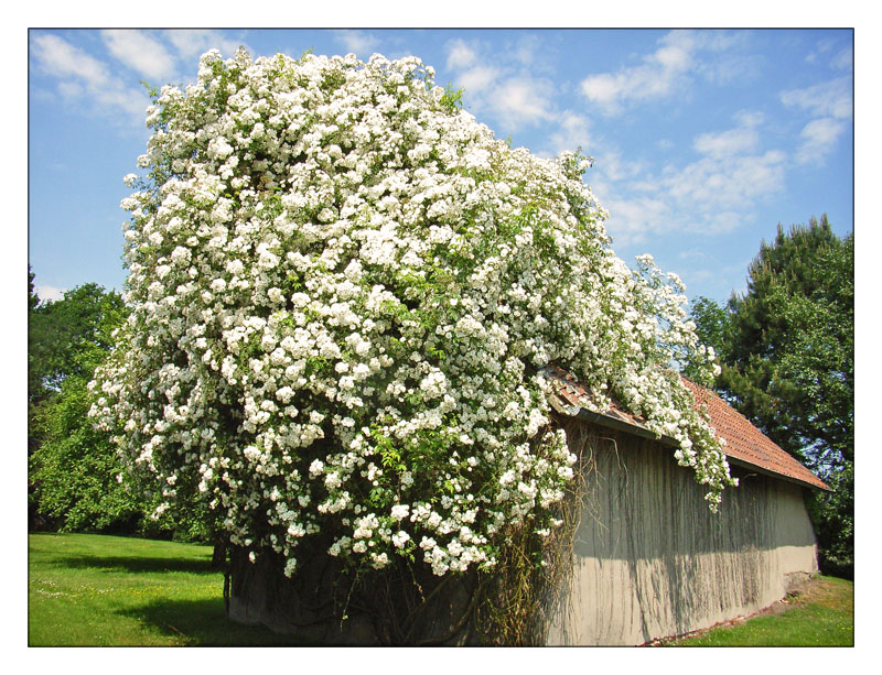 Rosenblüte im Mai