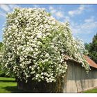 Rosenblüte im Mai