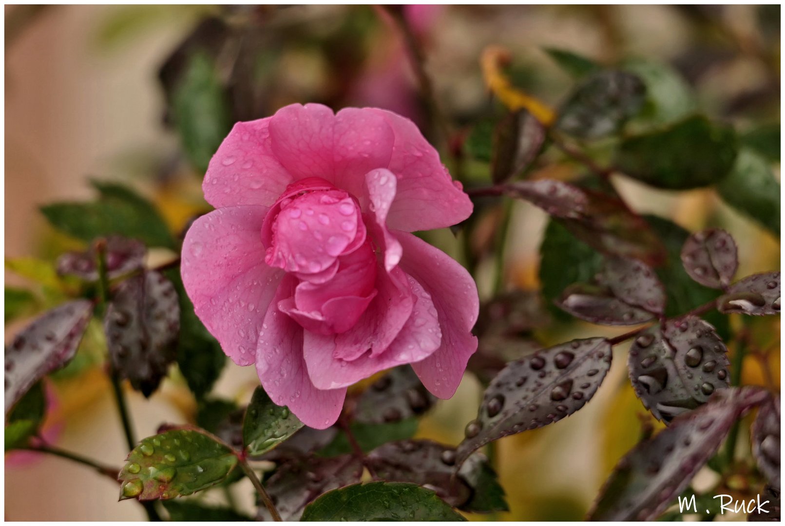 Rosenblüte im Regen ,