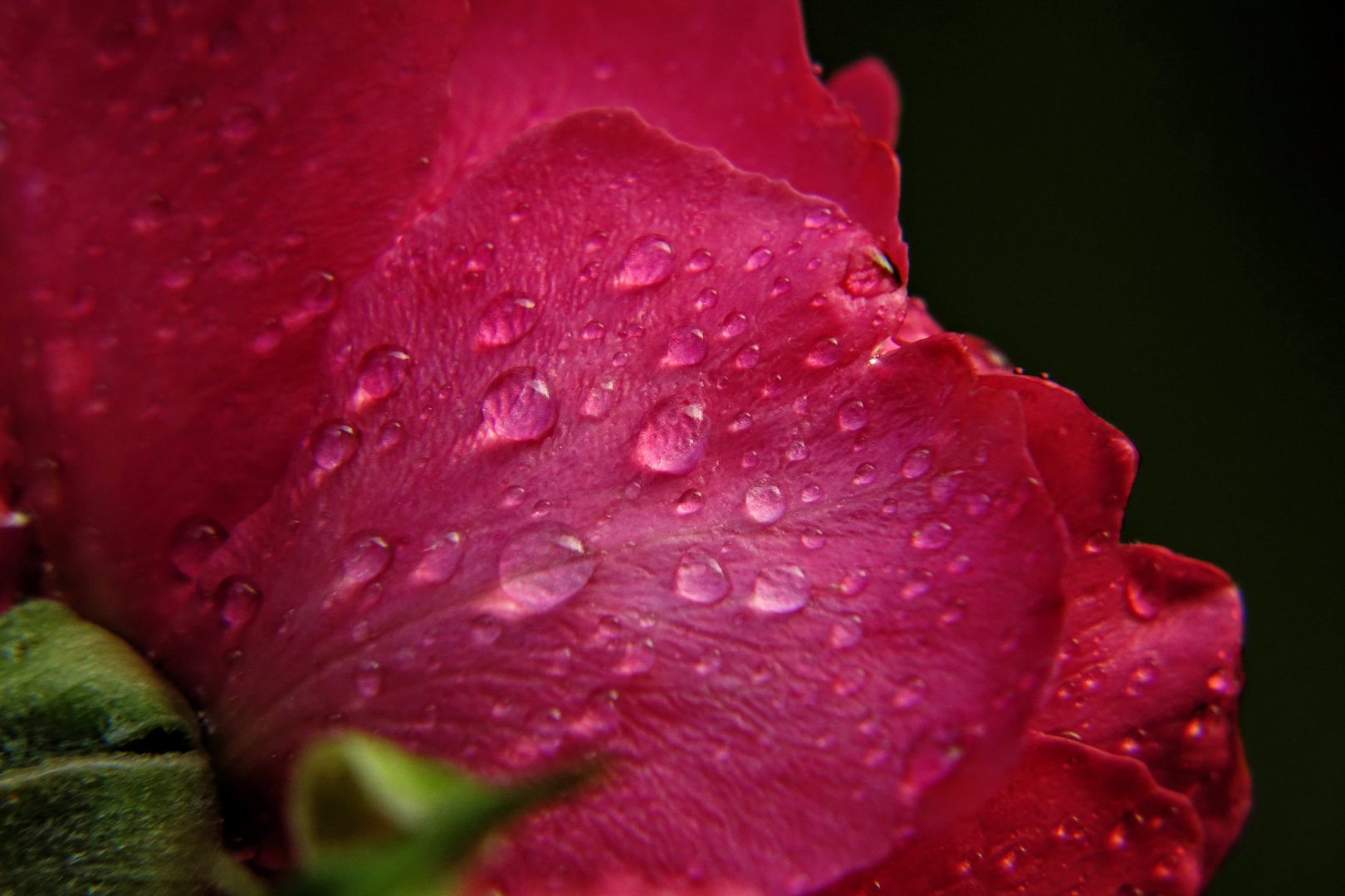 Rosenblüte im Regen