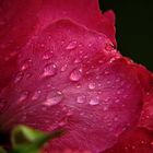 Rosenblüte im Regen
