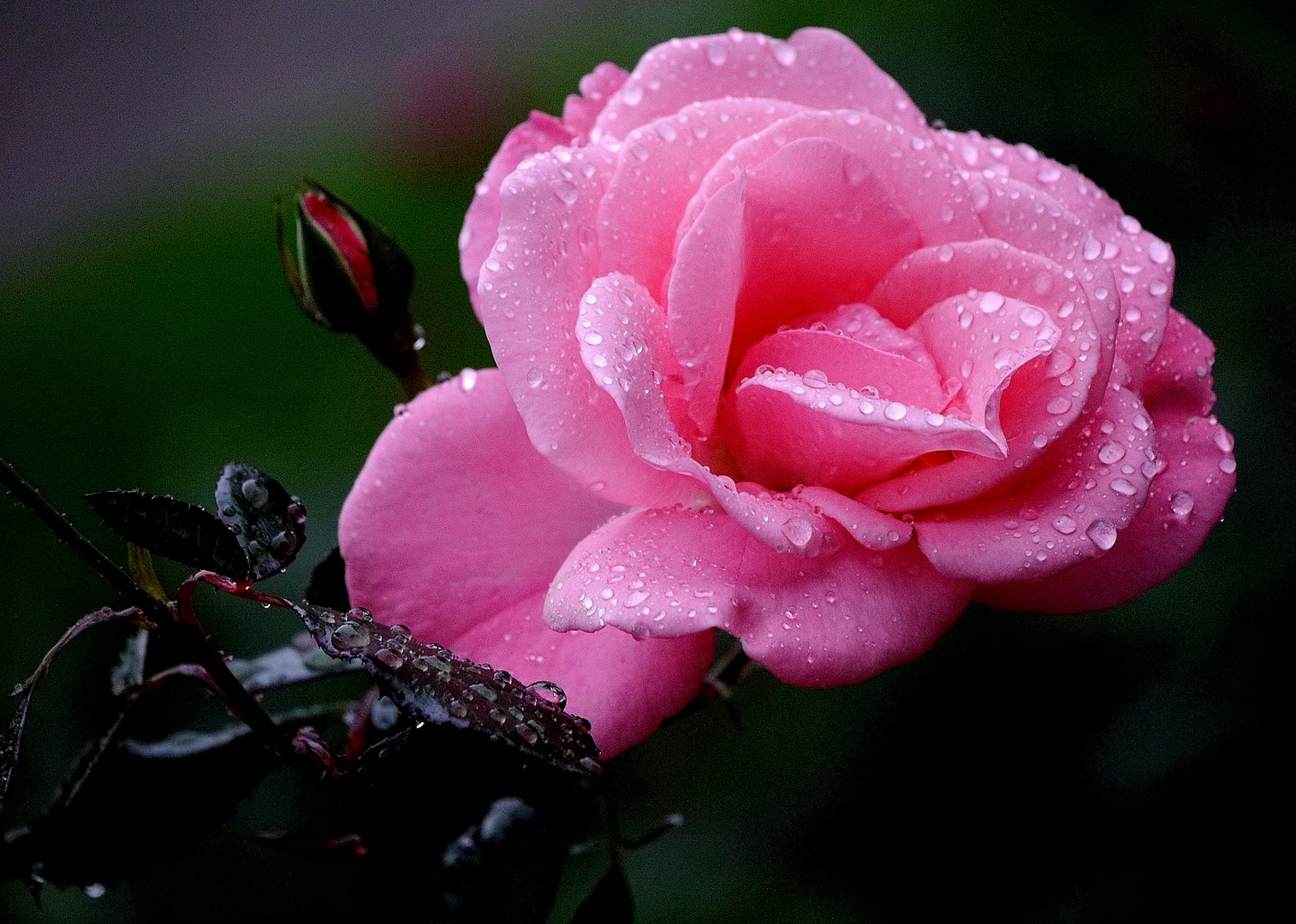 Rosenblüte im Regen 