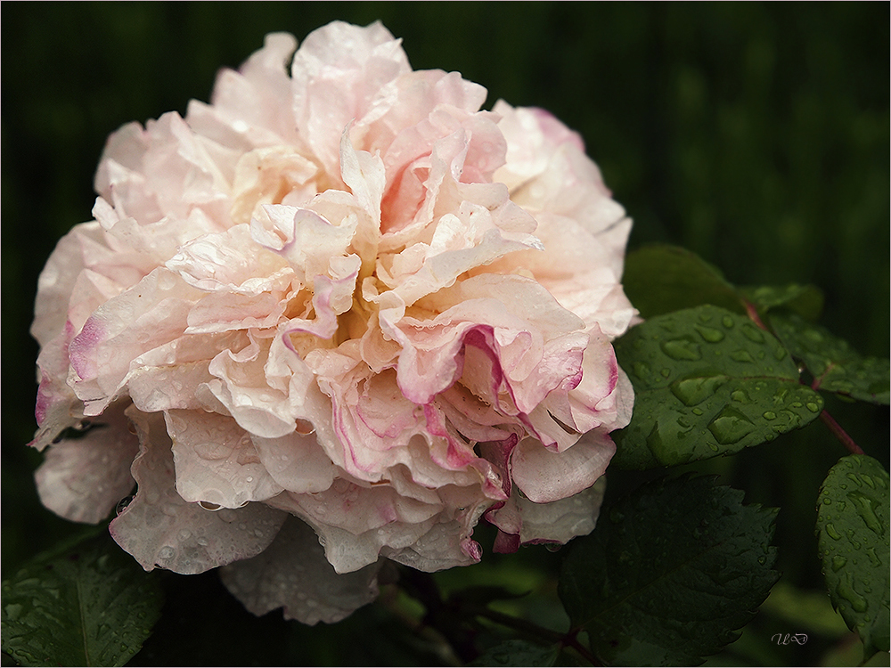 Rosenblüte im Regen