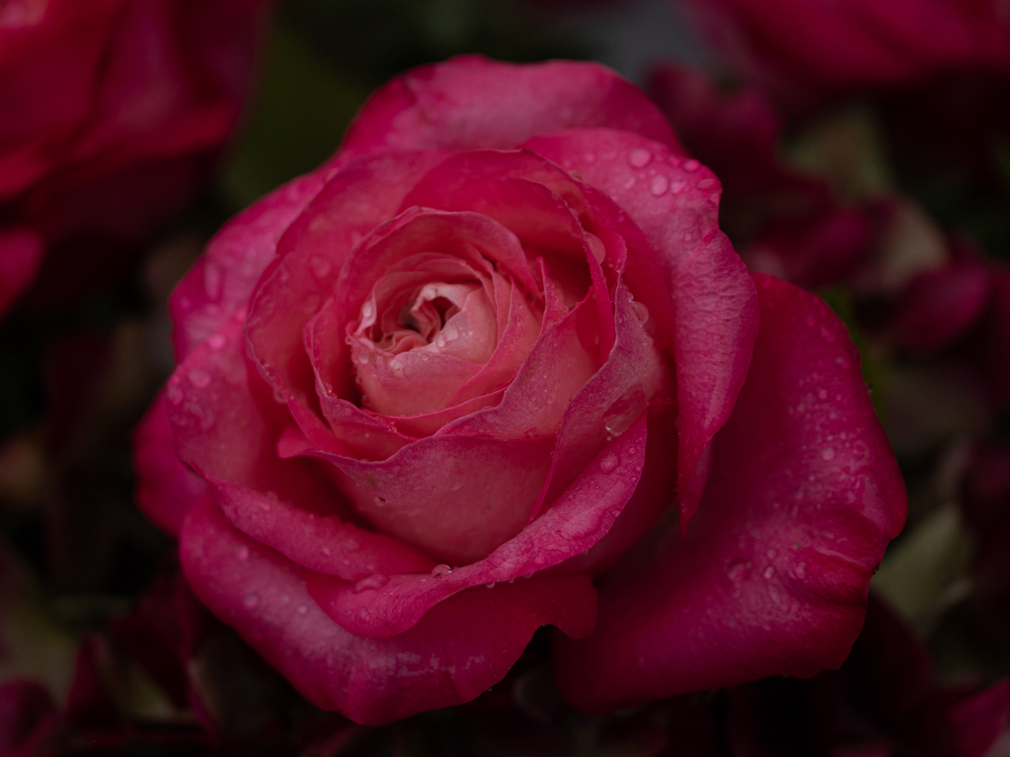 Rosenblüte im Regen