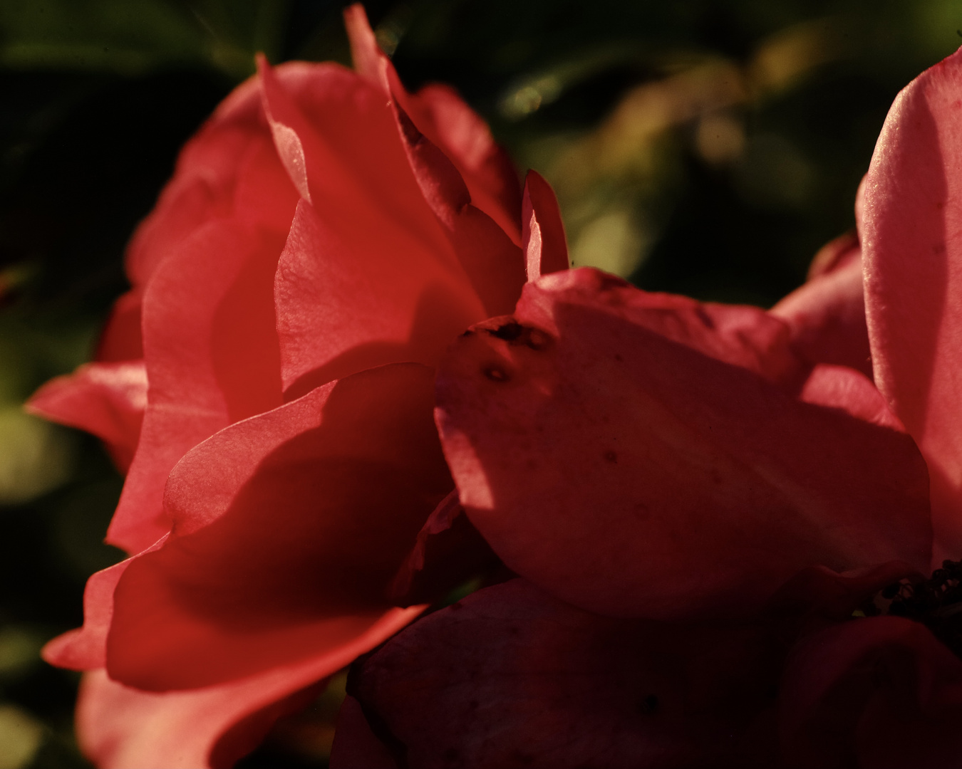 Rosenblüte im September