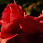 Rosenblüte im September