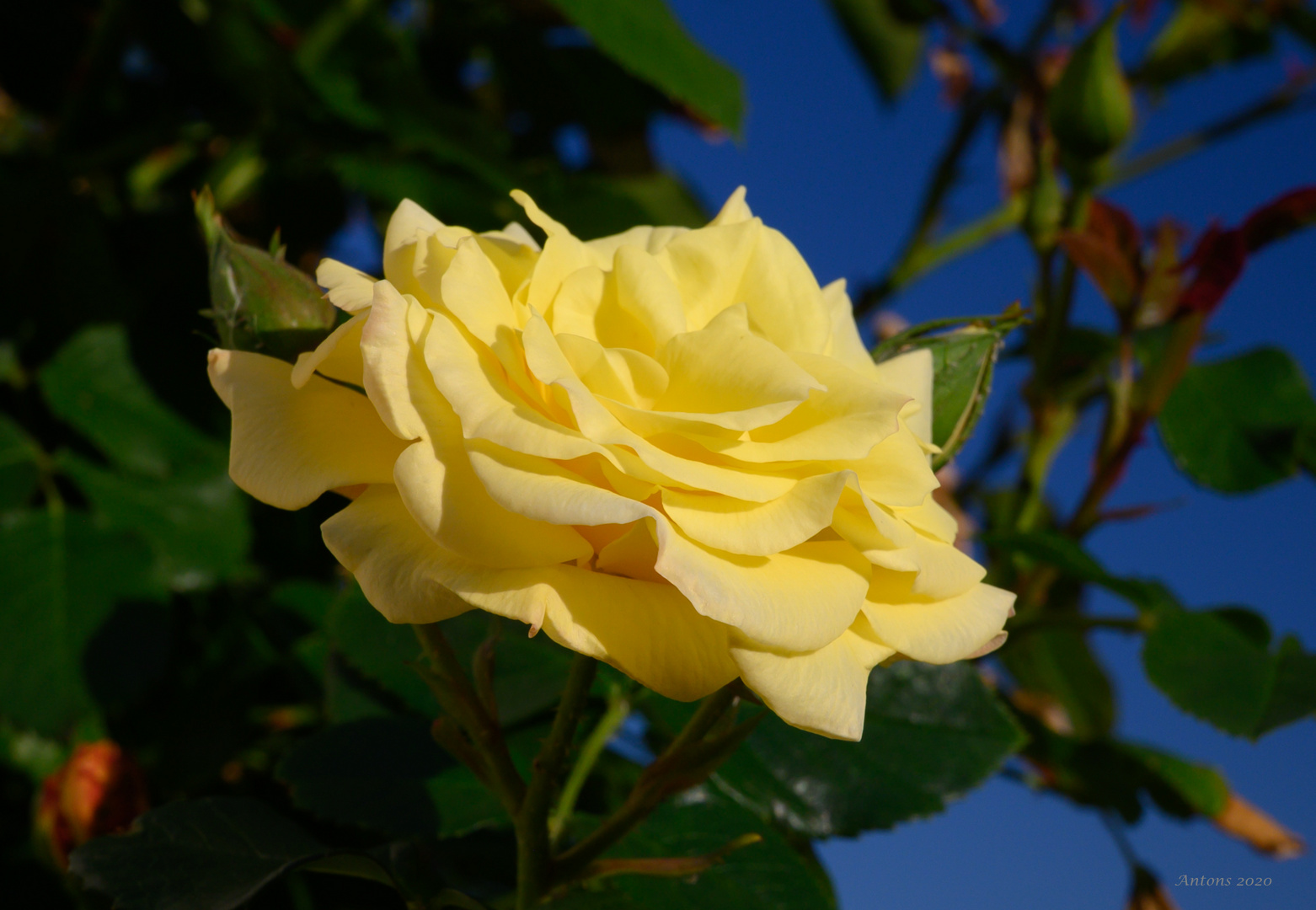 Rosenblüte im Sonnenlicht