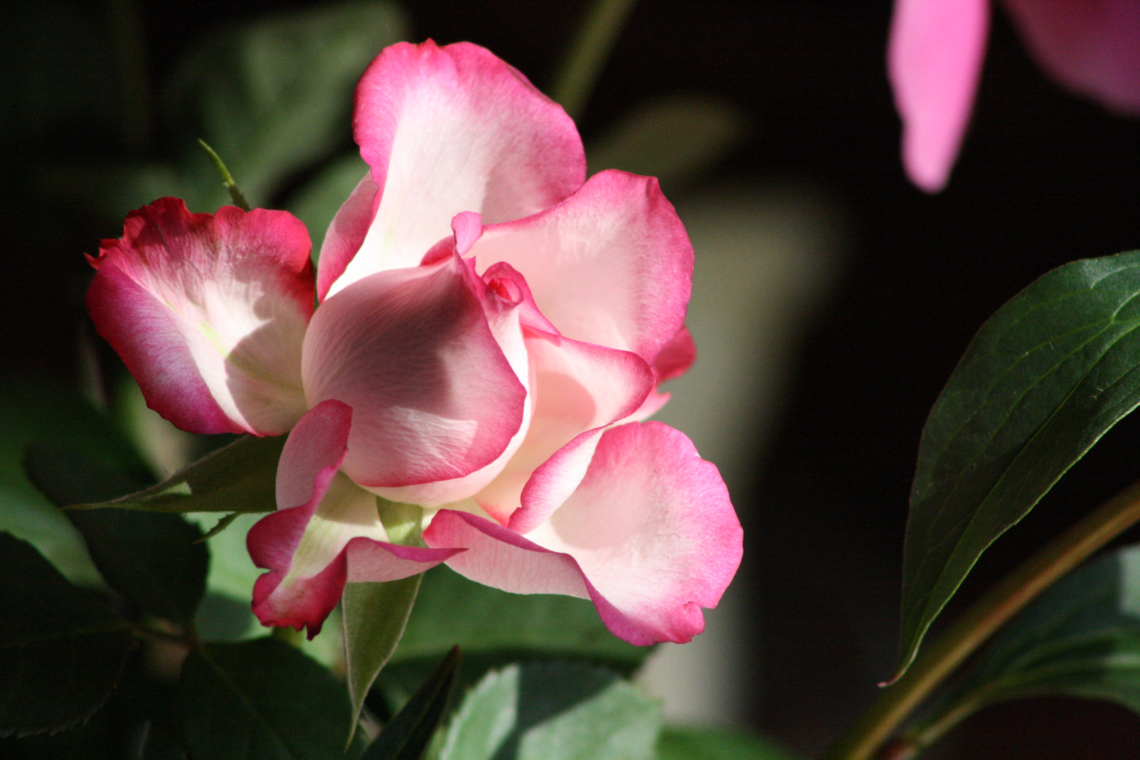 Rosenblüte im Sonnenlicht