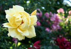 Rosenblüte im Volksgarten (2)