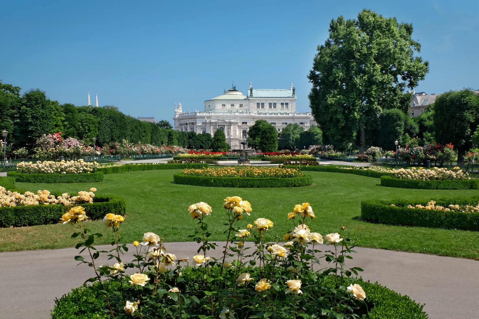 Rosenblüte im Volksgarten