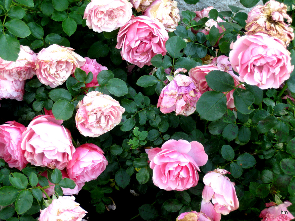 Rosenblüte in Betonia