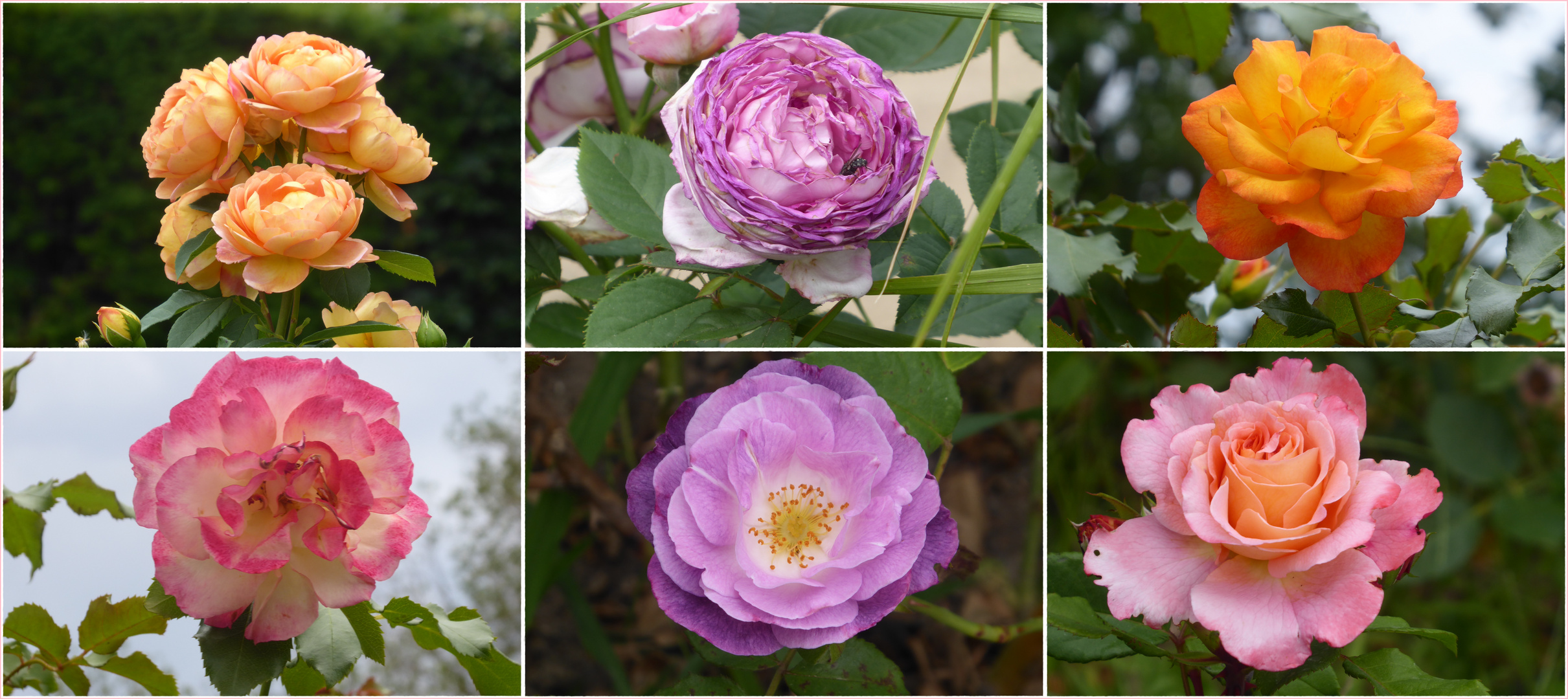 Rosenblüte in den Gärten der Welt 2