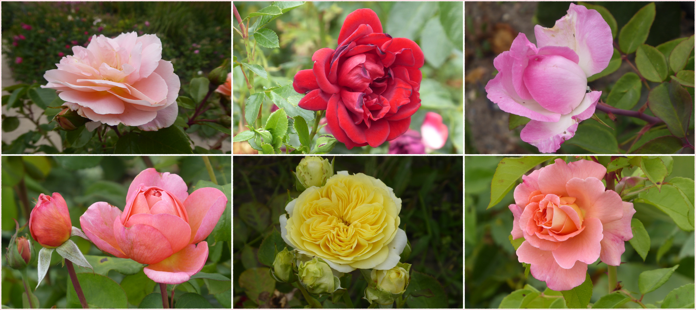 Rosenblüte in den Gärten der Welt